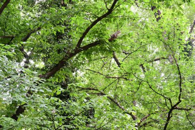 Ormanın güzel manzarası 