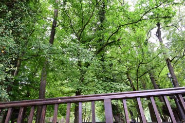 Ormanın güzel manzarası 