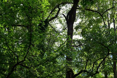 Ormanın güzel manzarası 
