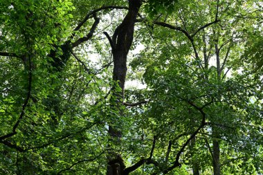Ormanın güzel manzarası 
