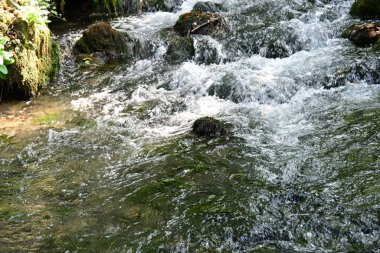 Yazın ormanda küçük bir dere.
