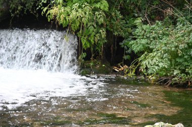 Yeşil ormanda şelale