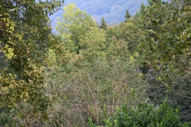 Yeşil orman dağlarında