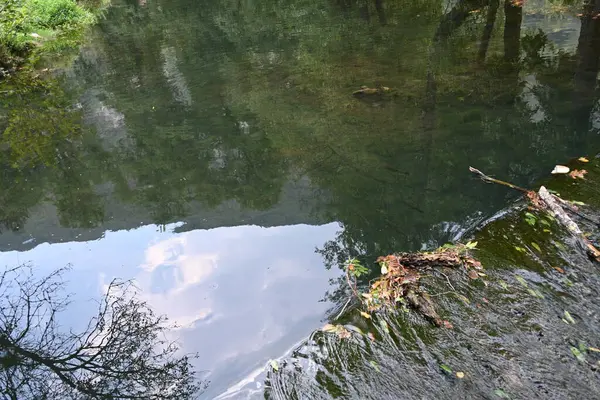 stock image water stream in the forest 