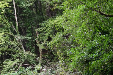 Ormandaki yeşil ağaçlar