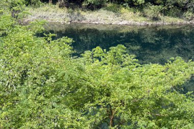Yeşil dağ ormanlarında nehir