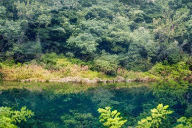 Yeşil dağ ormanlarında nehir