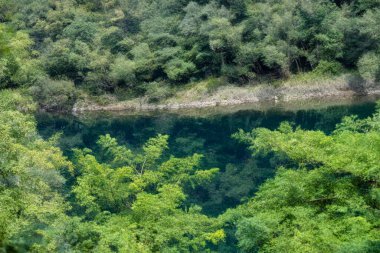 Yeşil dağ ormanlarında nehir