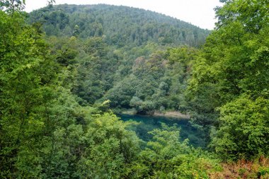 Yeşil dağ ormanlarında nehir