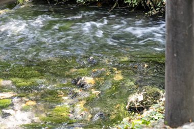 Yeşil dağ ormanlarında nehir