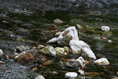 Ormandaki su akıntısı 