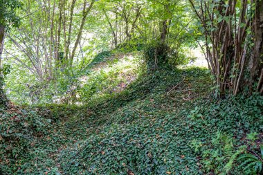 Ormandaki yeşil ağaçlar