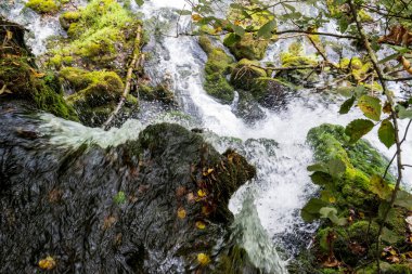 Yeşil dağ ormanında şelale