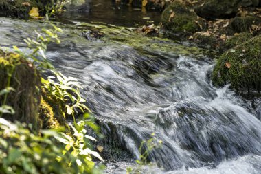 Yeşil dağ ormanlarında nehir