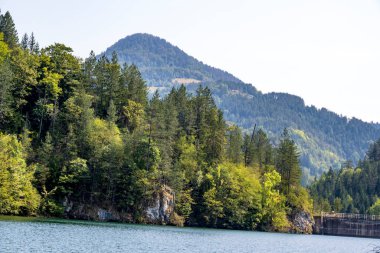 Yeşil dağ ormanlarında nehir