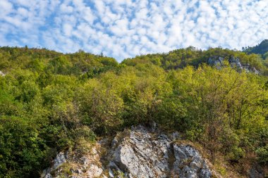 Ormandaki yeşil ağaçlar