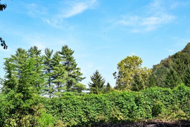 Ormandaki yeşil ağaçlar