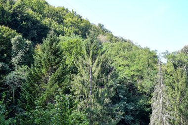 Ormandaki yeşil ağaçlar