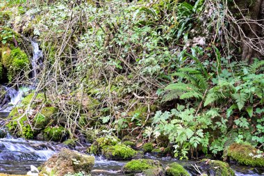 Yeşil dağ ormanında şelale