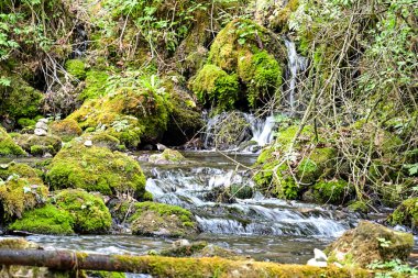 Yeşil dağ ormanında şelale