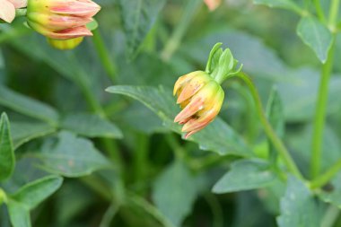 Bahçede açan güzel çiçeklerin yakın görüntüsü.     