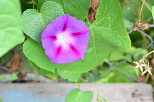 stock image Ipomoea purpurea flower in green garden 