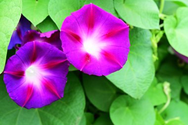 Yeşil bahçede Ipomoea purpurea çiçeği 