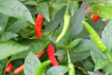 Bahçede kırmızı ve yeşil biber