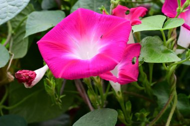 Ipomoea purpurea flower in green garden  clipart