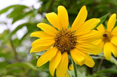 Güzel sarı çiçek bahçesinde yakın çekim