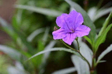 Bahçedeki güzel mor çiçekler