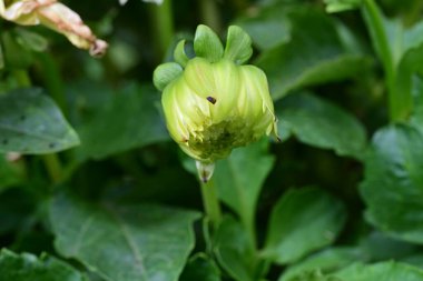 Bahçede büyüyen güzel çiçek tomurcuğunun yakın plan görüntüsü      