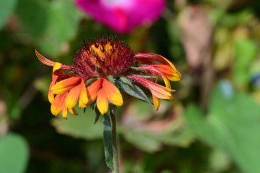 Bahçede güzel bir çiçek var Flora.