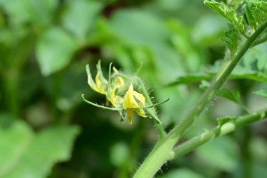 Bahçede güzel bir çiçek var Flora.
