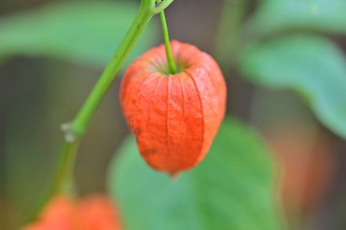 portakal salatası veya ksalis, Çin meyvesi..