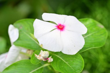Bahçede açan güzel çiçeklerin yakın görüntüsü.     