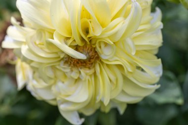 Bahçedeki güzel sarı kasımpatı, kapat.