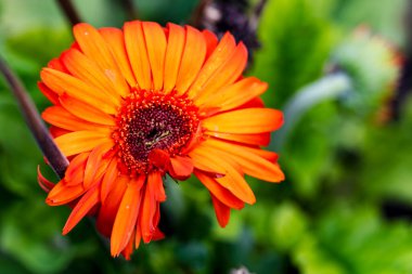 Güzel Gerbera çiçeği. Yaklaş. 