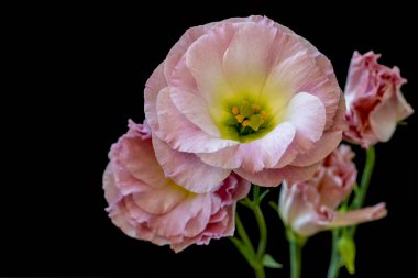 Siyah arkaplanda pembe çiçekler, yakın plan.