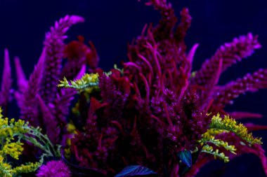 Bahçedeki güzel mor çiçekler