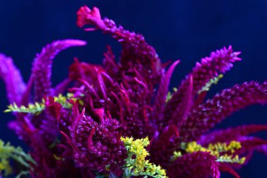 Bahçedeki güzel mor çiçekler