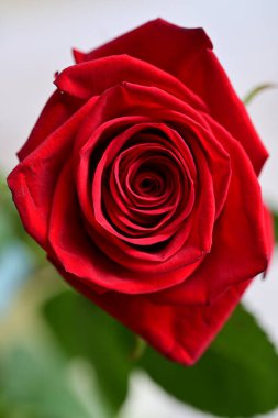 Bahçede açan güzel kırmızı gülün yakın görüntüsü. 