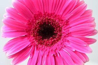 Arkadaki güzel Gerbera çiçeğini kapat.