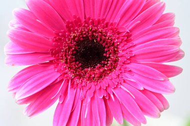 Arkadaki güzel Gerbera çiçeğini kapat.