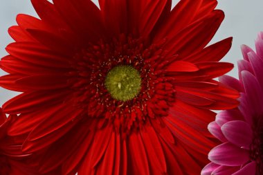 Arkadaki güzel Gerbera çiçeğini kapat.