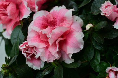 Arka planda güzel pembe çiçeklerin yakın görüntüsü