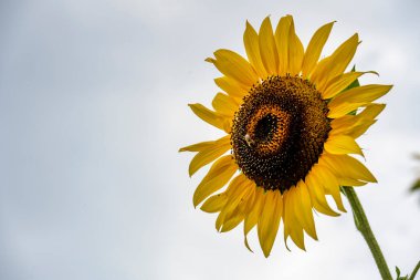 Yazın güzel sarı ayçiçeğinin yakın görüntüsü       