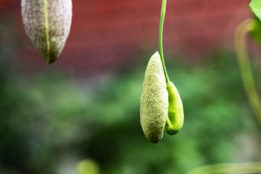 Bitkinin çiçeğine yaklaş.