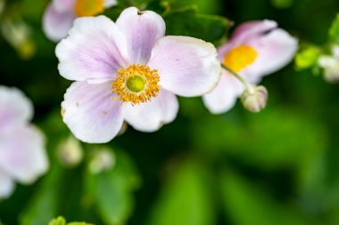 Bahçedeki pembe çiçekleri kapat.