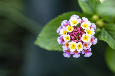 Bahçedeki pembe çiçekleri kapat.